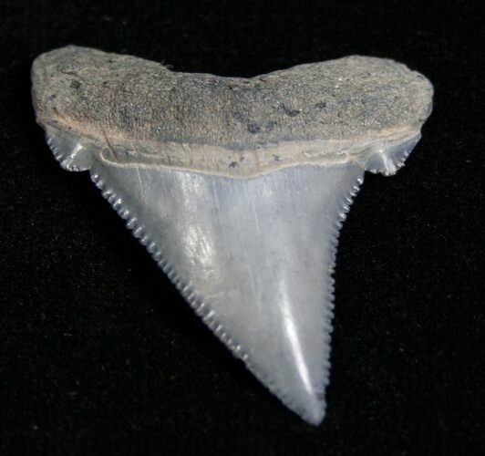 Angustiden Shark Tooth - Pre Megalodon #4408